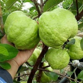 bibit jambu biji kristal murah cepat berbuah Banten