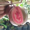bibit jambu biji merah australia Ambon