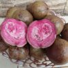 bibit jambu biji merah australia Banten