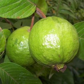 bibit jambu biji merah Pasuruan