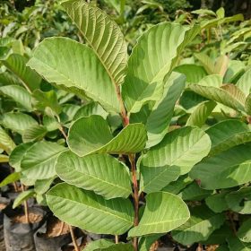 bibit jambu cristal merah cepat berbuah Jakarta