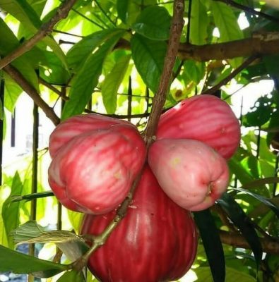 bibit jambu darsono jamaika Sumatra Selatan