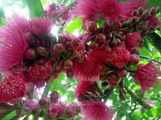 bibit jambu jamaika darsono setiap pembelian 3pohon bonus anggur tanpa biji Sulawesi Utara