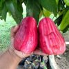 bibit jambu jamaika jumbo okulasi Bengkulu
