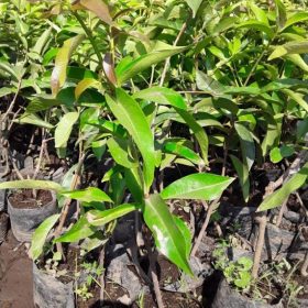 bibit jambu jamaika Maluku Utara