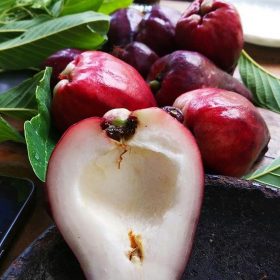 bibit jambu jamaika murah Aceh