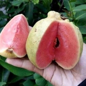 Bibit Jambu Kristal Buah Merah, Okulasi Cepat Berbuah Import Dompu