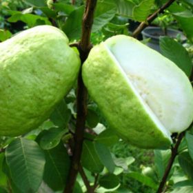 Bibit Jambu Kristal Buah Sukun - Tinggi 60Cm Bengkulu Tengah