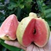 bibit jambu kristal merah tanpa biji sukun merah okulasi cepat berbuah Bangka Belitung