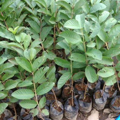 bibit jambu kristal non biji cepat berbuah 1 kilo bisa muat 5 bibit Ternate
