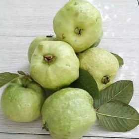 bibit jambu kristal non biji okulasi unggul Jawa Tengah