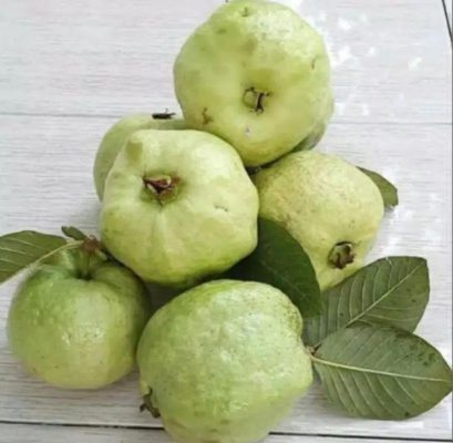 bibit jambu kristal non biji okulasi unggul Jawa Tengah