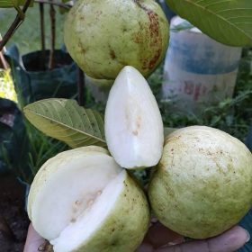 bibit jambu kristal non biji unggul Sawahlunto