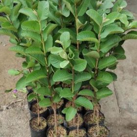 Bibit Jambu Kristal Okulasi Merah Hong Pau Surabaya