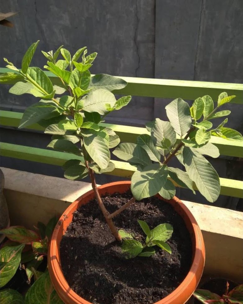 bibit jambu kristal putih non biji Banjar bibit jambu kristal putih non biji Banjar