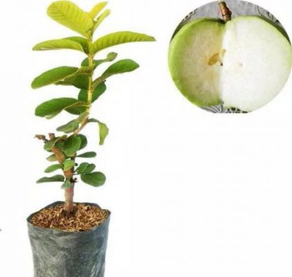 bibit jambu kristal putih tanpa biji 50 cm Aceh