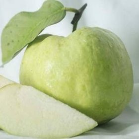 bibit jambu kristal putih tanpa biji jumbo murah Jawa Timur