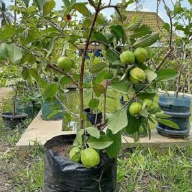 bibit jambu kristal siap berbuah Aceh