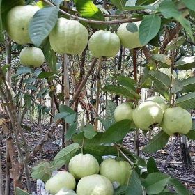 Bibit Jambu Kristal Tanaman Buah Berbuah Berkwalitas Dan Murah Musi Rawas