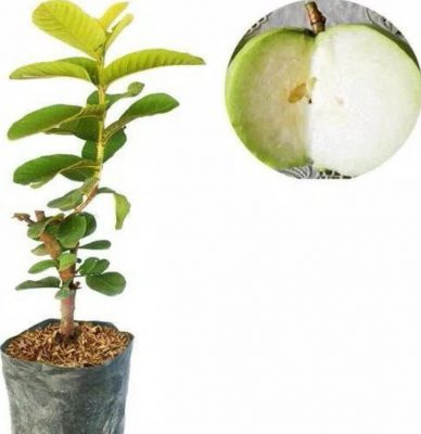 Bibit Jambu Kristal Tanaman Buah Putih Tanpa Biji Cangkok Buru