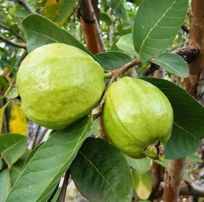 Bibit Jambu Kristal Tanaman Buah Sukun Berbuah Jakarta Barat