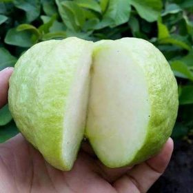 Bibit Jambu Kristal - Tanaman Buah Unggul Murah Bergaransi Agam