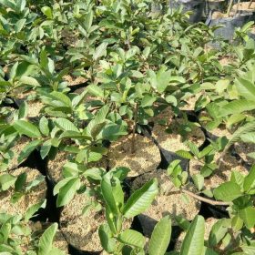 Bibit Jambu Kristal Tanaman Cangkok Berbunga Siap Buah Sumenep