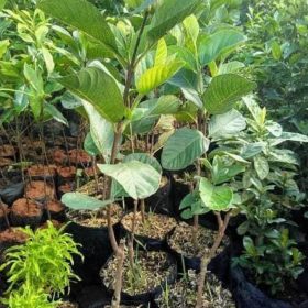 Bibit Jambu Kristal Tanaman Merah Pohon Batam