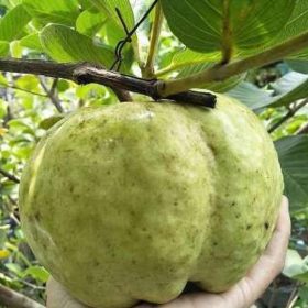 Bibit Jambu Kristal Tanaman Sukun Poso