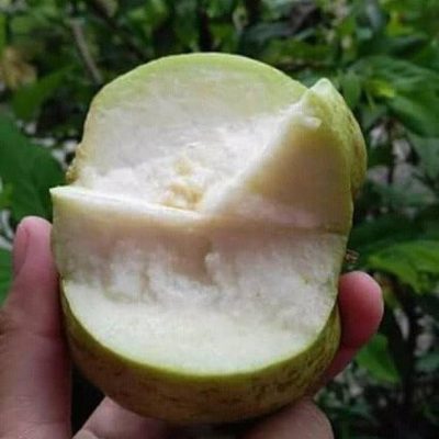 bibit jambu kristal tanpa biji jumbo Bontang