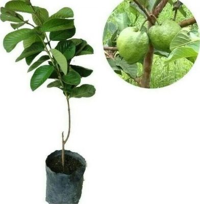 bibit jambu kristal tanpa biji Sumatra Barat