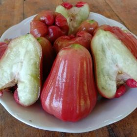 bibit jambu kusuma merah tanpa biji Nusa Tenggara Timur