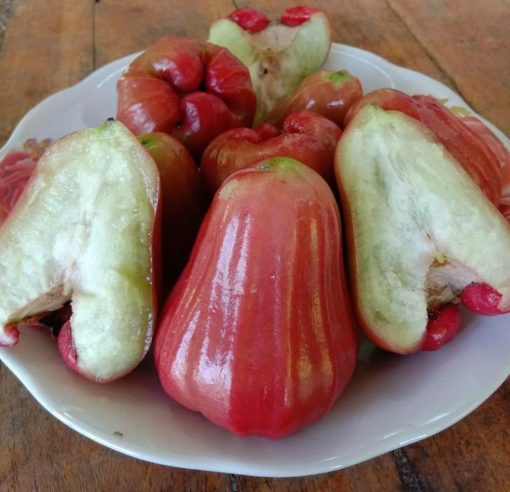 bibit jambu kusuma merah tanpa biji Nusa Tenggara Timur