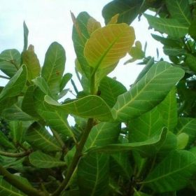 Bibit Jambu Mete Baru Tanaman Buah Mede Monyet Sabu Raijua