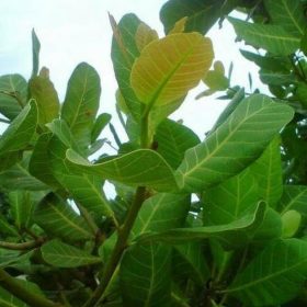 Bibit Jambu Mete Hrv Tanaman Buah Mede Monyet Trend Majalengka