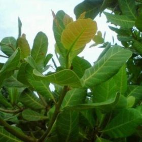 Bibit Jambu Mete Promo Tanaman Buah Monyet Toraja Utara