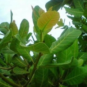Bibit Jambu Mete Tanaman Buah Mede Monyet Terbaru Alor
