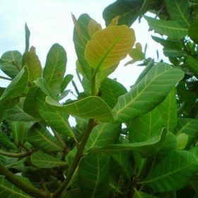 Bibit Jambu Mete Tanaman Buah Mede Monyet Termurah Sumba Tengah