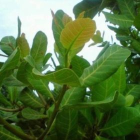 Bibit Jambu Mete Tr M Tanaman Buah Monyet Banjarbaru