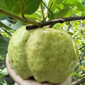 bibit jambu sukun merah jambu biji merah super jambu kristal merah Manado