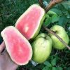 bibit jambu sukun merah super jumbo Balikpapan