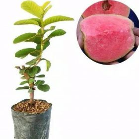 bibit jambu sukun merah tanpa biji Prabumulih