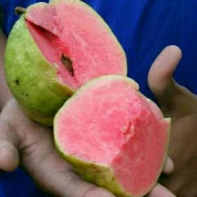 bibit jambu sukun merah tanpa biji Probolinggo