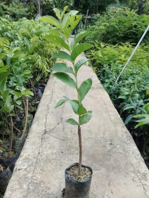 bibit jambu sukun putih super unggul Sibolga