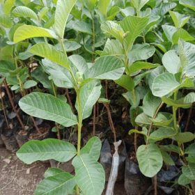 bibit jambu sukun red non biji Jawa Barat