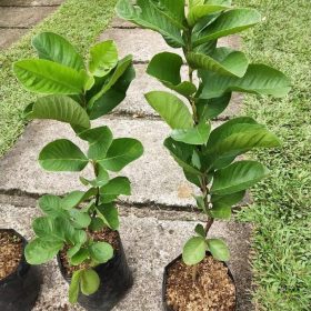 bibit jambu sukun tanpa biji Sulawesi Selatan