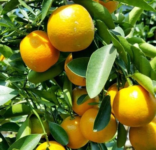 bibit jeruk cokun bibit tanaman buah unggul murah bergaransi Jambi