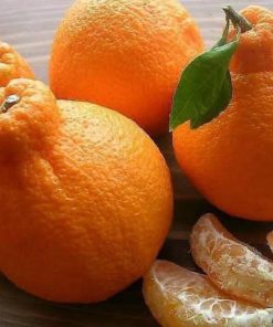 bibit jeruk dekepon Bau-Bau