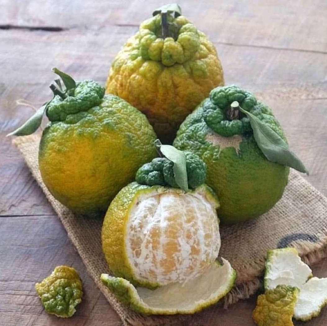 Gambar Produk bibit jeruk dekopon Bandar Lampung
