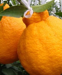 bibit jeruk dekopon Jawa Timur